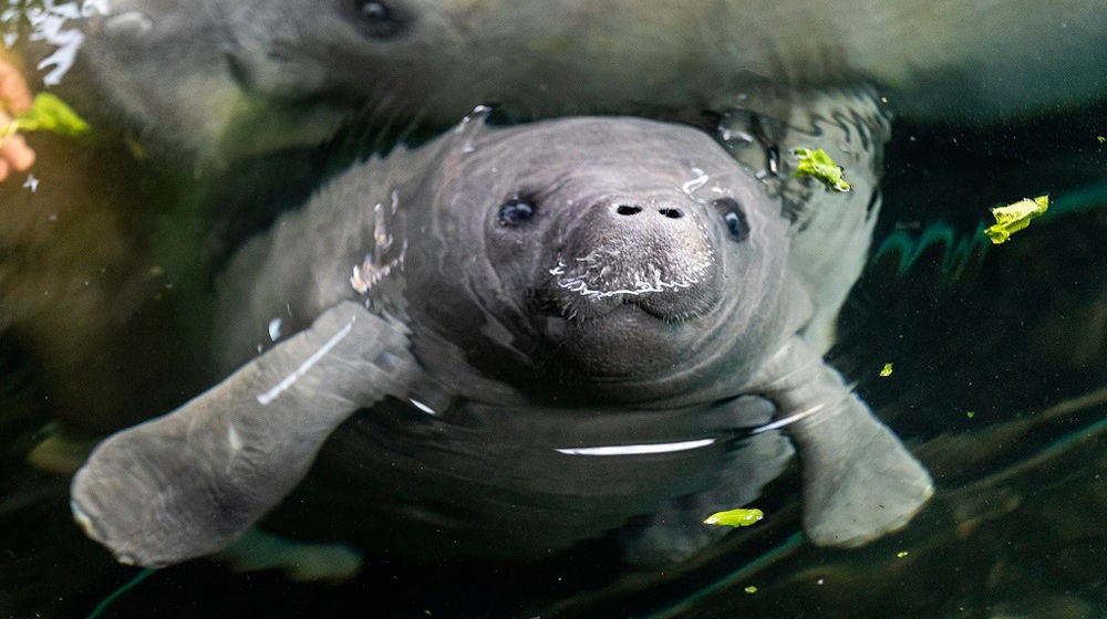 Conservation Planning