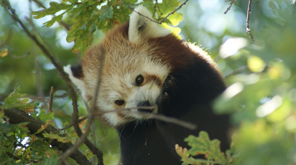 Panda Rojo