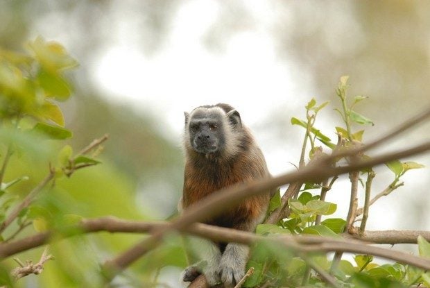 PROJET DE CONSERVATION DU TITI GRIS (SAGUINUS LEUCOPUS)