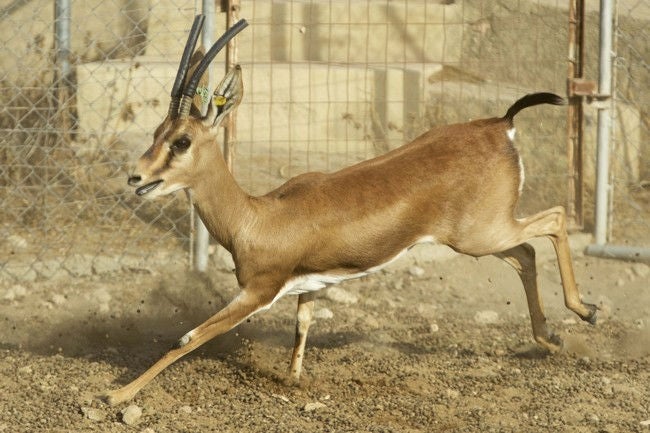 29/Septiembre/2016 AlmerÃ a
CrÃ a de gacelas en cautividad en el Parque de La Hoya.

© JOAN COSTA/ CSIC